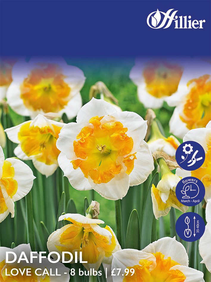 8718641999776 1 Daffodil Love Call Bulbs.jpg